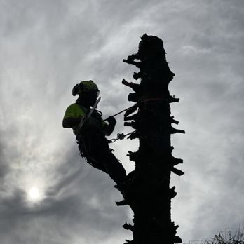 Best Home Improvements - Removing a Pine tree dangerously close to power lines after a heavy storm partially uprooted it. - Lawn Services Near Me Best Home Improvements - Removing a Pine tree dangerously close to power lines after a heavy storm partially uprooted it. - Lawn Services Near Me