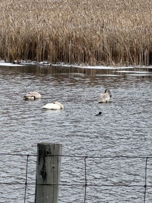 Jackson Hole EcoTour Adventures by null