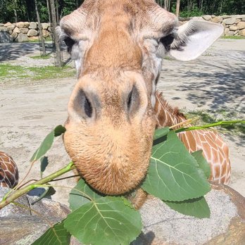 Southwick's Zoo - Beautiful zoo, amazing experience through Deer Forest and feeding the giraffes - Amusement Parks Near Me - Mendon, Massachusetts Southwick's Zoo - Beautiful zoo, amazing experience through Deer Forest and feeding the giraffes - Amusement Parks Near Me - Mendon, Massachusetts