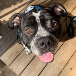 Pawsitive Training Service Dog Solutions
