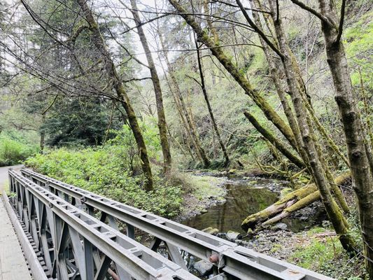 Pygmy Forest Discovery Trail by null