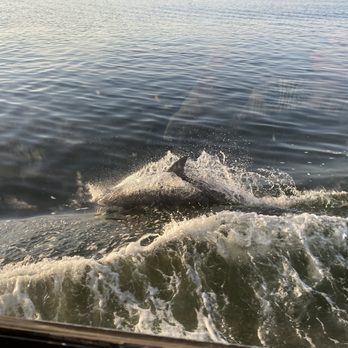 Cruise Orange Beach Dolphin Cruises - Dolphins! - Boating Near Me - Orange Beach, Alabama Cruise Orange Beach Dolphin Cruises - Dolphins! - Boating Near Me - Orange Beach, Alabama