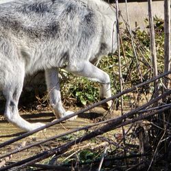 Wolf Creek Habitat
