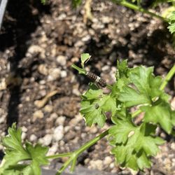 Dana Point Nursery - This is the start of a beautiful swallowtail butterfly that is munching away on the fresh parsley I planted.