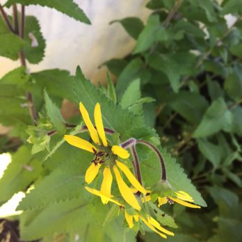 Shaw Nature Reserve - L - Botanical Gardens Near Me - Gray Summit, Missouri