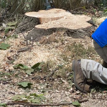 Freeport Tree Services - Before the stump grinding - Tree Services Near Me Freeport Tree Services - Before the stump grinding - Tree Services Near Me