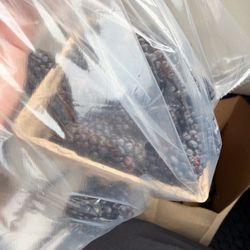 Black berries were super juicy and big!