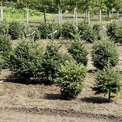 Bulfer Tree Farm
