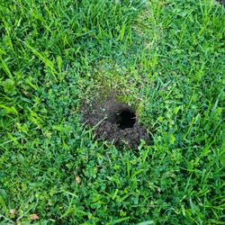 Rodent Guys - Gopher hole in lawn