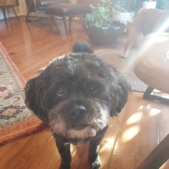 Bark 'N' Bean - Alfredo!! - Pet Groomers Near Me - Annapolis, Maryland
