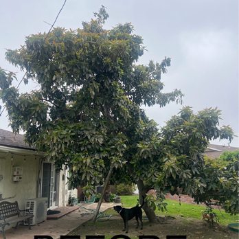 Planet Tree Service - Avocado tree - before - Tree Services Near Me - Hawaiian Gardens , California Planet Tree Service - Avocado tree - before - Tree Services Near Me - Hawaiian Gardens , California