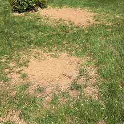 Sam's Tree Service - Removal of a large bush.