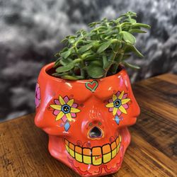 Cruz Tacos - Cute succulent planters at each table
