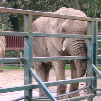 Howletts Wild Animal Park - Zoos Near Me - Bekesbourne, KEN