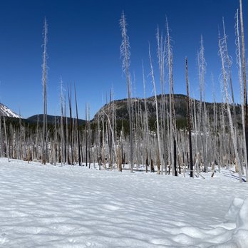 Lassen Volcanic National Park - Lassen Volcanic National Park: gorgeous Lassen forest - Parks Near Me - Mineral, California