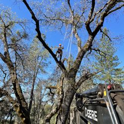 Cambium Tree Service - Climbing and moving wood with the mini excavator out in Swansboro.