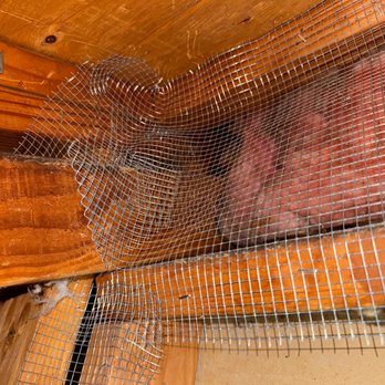 Attical Insulation and Rodents - rat proofing - Insulation Installation Near Me Attical Insulation and Rodents - rat proofing - Insulation Installation Near Me
