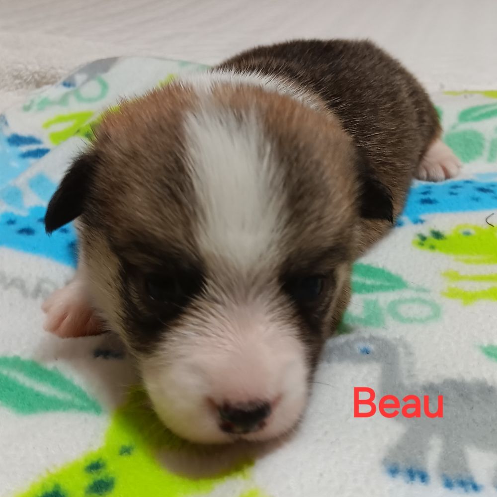 East Carolina Corgis Image