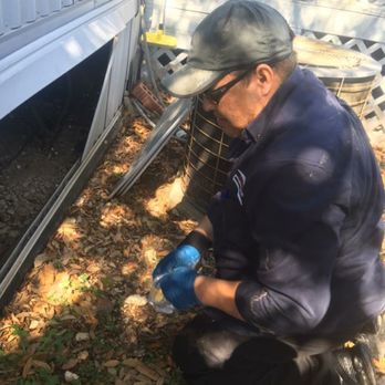 Central Pest Control - Rodent Control - Pest Control Near Me Central Pest Control - Rodent Control - Pest Control Near Me