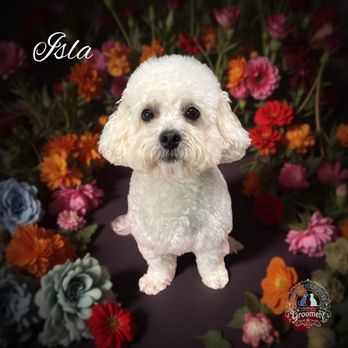 More Than Pets - MultiPoo Full Grooming - Pet Groomers Near Me - San Antonio, Texas