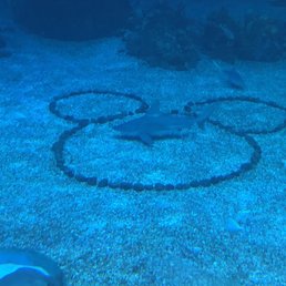 Shark in Mickey