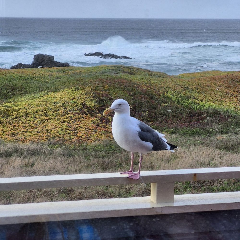 Surf and Sand Lodge - He's curious - Hotels Near Me - Fort Bragg, California Surf and Sand Lodge - He's curious - Hotels Near Me - Fort Bragg, California