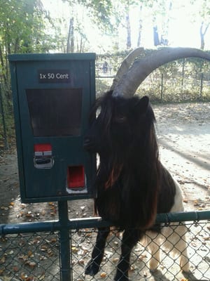 Hellabrunn Zoo by null