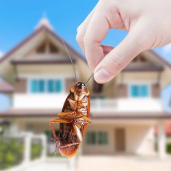 Elite Pest Services - Cockroach elimination treatments