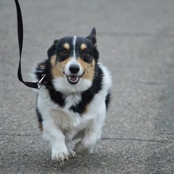 Athens Dog Training - El Dorado Hill