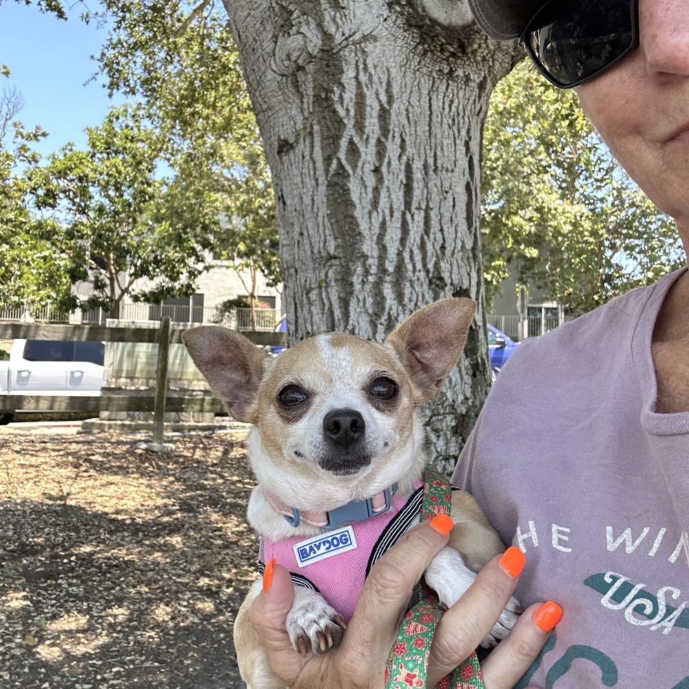Hearts For Paws - This pup also was charging the resident dog and has now become accepting part of the pack without reacting and charging other dogs! - Animal Shelters Near Me