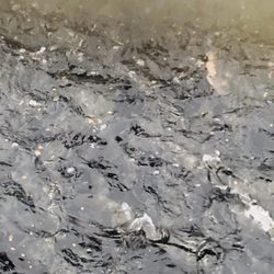 Sol Duc Fish Hatchery - Rainbow trout eating