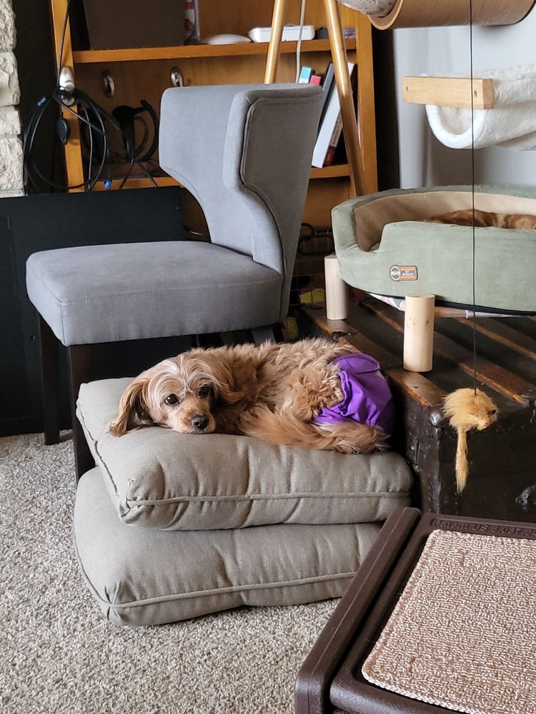 OLD DOG HAVEN Updated October 2024 15 Photos & 27 Reviews Oak