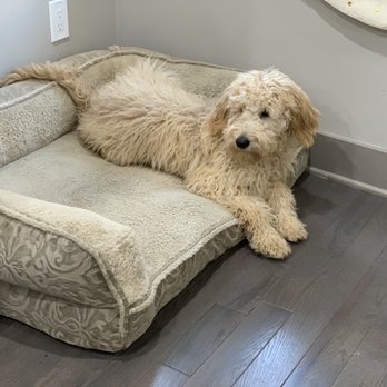 HD Dog Training - Pet Training Near Me HD Dog Training - Pet Training Near Me