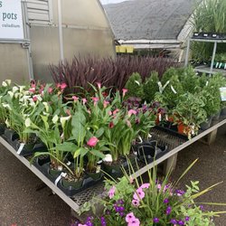 Cheap Sam's Plant Bargains - Annuals