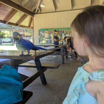 Pana'ewa Rainforest Zoo & Gardens - Close encounter with a parrot! - Zoos Near Me - Hilo, Hawaii