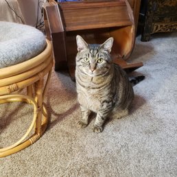 My cat for .. idk My cat for .. idk