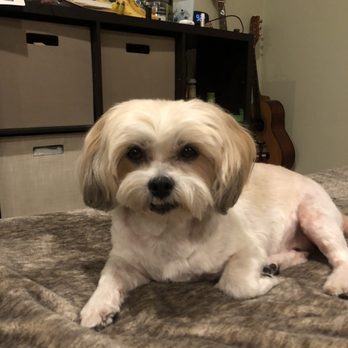 The Puppy Palace - He loves his new haircut - Pet Groomers Near Me - Granada Hills, California The Puppy Palace - He loves his new haircut - Pet Groomers Near Me - Granada Hills, California