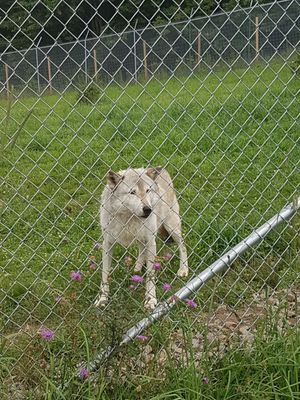 Wolf Mountain Nature Center by null
