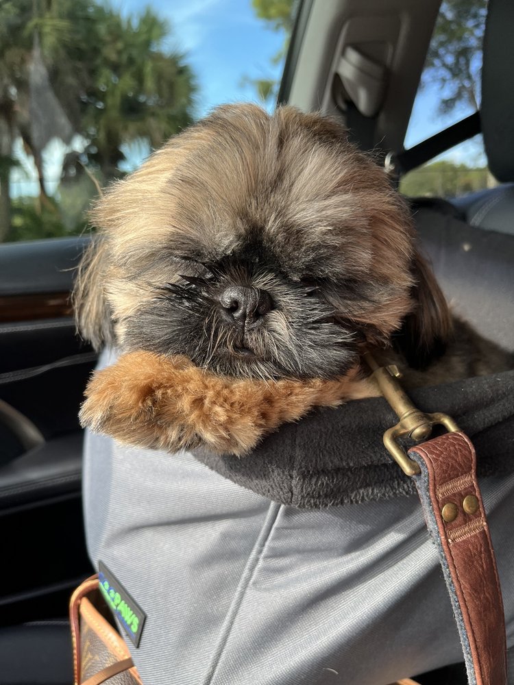 All Dogs Rock Image