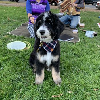 K9 Spa - All cleaned up for the park with friends! - Pet Groomers Near Me - San Francisco, California K9 Spa - All cleaned up for the park with friends! - Pet Groomers Near Me - San Francisco, California