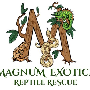 Magnum Exotics Reptile Rescue - Magnum Exotics Reptile Rescue - Animal Shelters Near Me Magnum Exotics Reptile Rescue - Magnum Exotics Reptile Rescue - Animal Shelters Near Me
