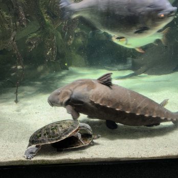 National Aquarium - Aquariums Near Me - Baltimore, Maryland National Aquarium - Aquariums Near Me - Baltimore, Maryland