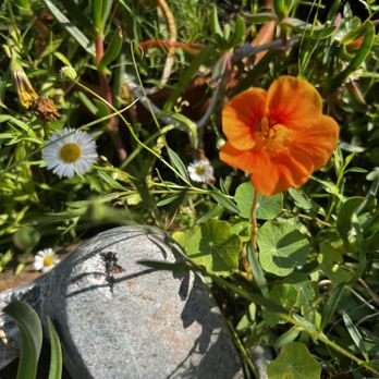 Fixable Clothing Alterations - Our flower garden is one way we love to welcome customers. - Sewing & Alterations Near Me - Kingsford, NSW