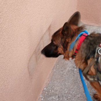 Gaia Richards - Finding the bad guy. - Pet Training Near Me