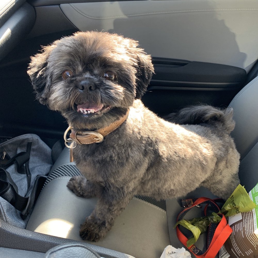 PetSmart - Lucy does such a great job with my shih tzu Tucker! - Pet Stores Near Me - Simi Valley, California PetSmart - Lucy does such a great job with my shih tzu Tucker! - Pet Stores Near Me - Simi Valley, California