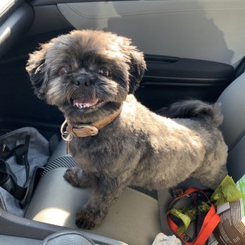 PetSmart - Lucy does such a great job with my shih tzu Tucker! - Pet Stores Near Me - Simi Valley, California
