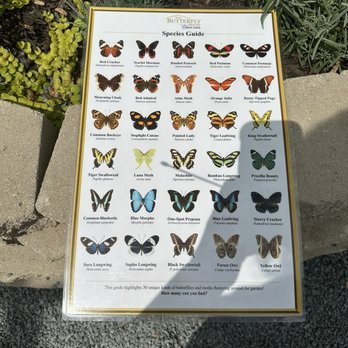 The Butterfly House - Who you can spot - Zoos Near Me - Chicago, Illinois The Butterfly House - Who you can spot - Zoos Near Me - Chicago, Illinois