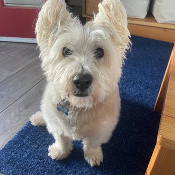 Critter Sitters LA - Pet Sitting Near Me - El Segundo, California