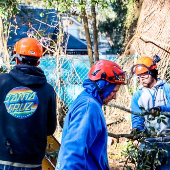 Rodney Willis Florida Tree Service - Team work makes the job go by quicker. - Tree Services Near Me Rodney Willis Florida Tree Service - Team work makes the job go by quicker. - Tree Services Near Me