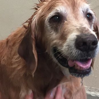 Pet Camp - Happy swimmer! - Pet Training Near Me - San Francisco, California Pet Camp - Happy swimmer! - Pet Training Near Me - San Francisco, California